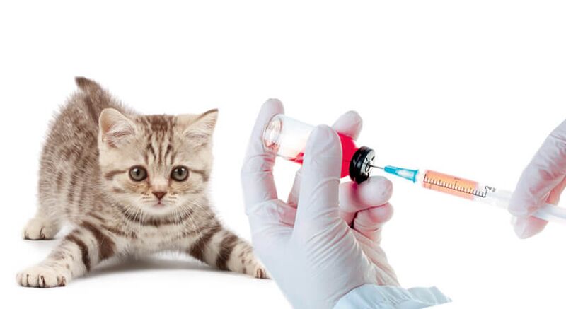 loomade ja inimeste vaktsineerimine usside vastu