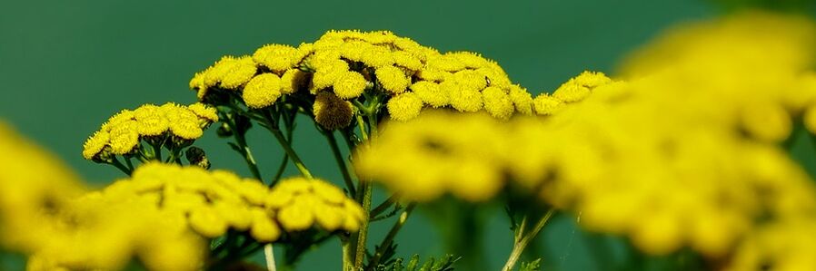 tansy usside vastu
