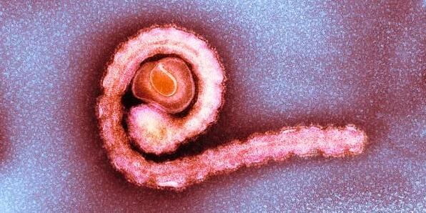 kääbuspaeluss inimkehas